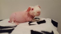 Piggy Diamonds Edith