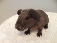Piggy Diamonds CanCan