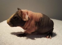 Piggy Diamonds Cornetto