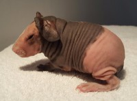 Piggy Diamonds Big Top