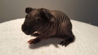 Piggy Diamonds Boris 