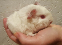 Vanilla Ice
